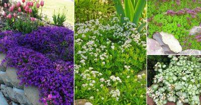 22 Beautiful Fast Growing Ground Cover Plants