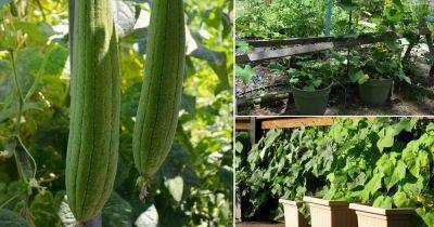 Growing Luffa in Containers | How to Grow Sponge Gourd