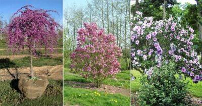 17 Beautiful Trees with Purple Flowers | Purple Flowering Trees