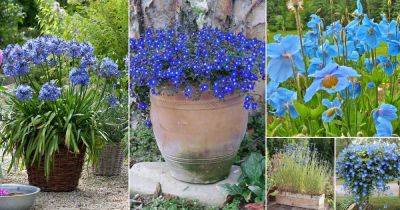 91 Best Blue Flowers For the Garden