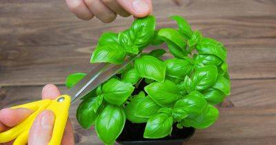 How to Prune Basil Plants