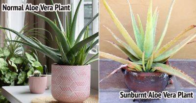 Sunburnt Aloe Vera Plant Symptoms and How to Revive it