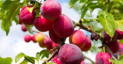 When and How to Prune Plum Trees