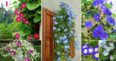 23 Types of Morning Glory Flowers | Morning Glory Care