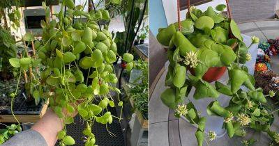 How to Grow Dischidia Platyphylla Easily