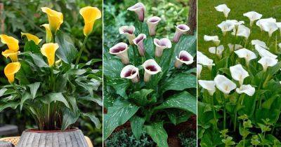 Arum Lily Care and Growing | How to Grow Arum Lilies