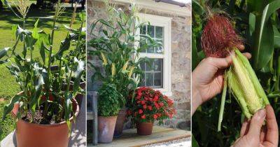 How to Grow Baby Corns at Home in Pots