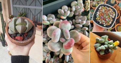 9 Plants that Look like Rocks and Stones