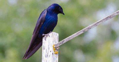 How to Attract Purple Martins to Your Garden