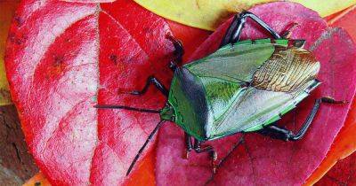 How to Get Rid of Stink Bugs in the Home or Garden