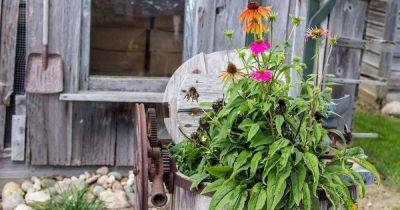 How to Grow Coneflowers in Containers