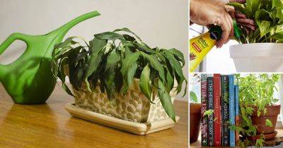 Your Favorite Indoor Plant Dying? 15 Houseplant Problems That Kill Houseplants