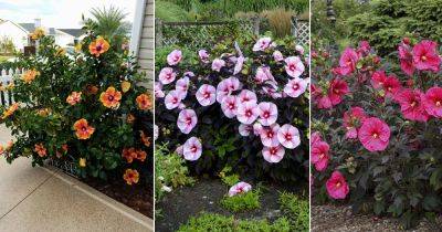 How to Keep Hibiscus Blooming | 10 Hibiscus Flowering Tips