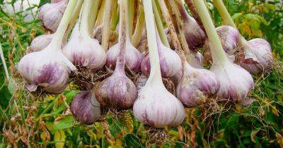 How to Plant and Grow Garlic | Gardener's Path