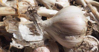 Tips for Growing German White Garlic