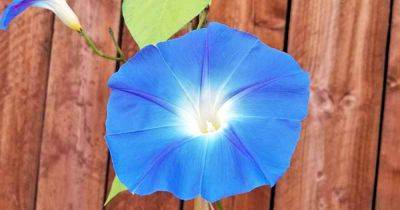 15 of the Best Morning Glory Varieties for Home Gardeners