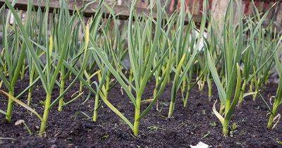 10 Garlic Varieties to Grow at Home