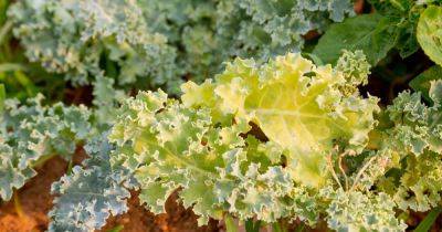How to Manage Kale With Leaves that are Yellowing and Thinning