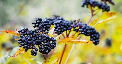 How to Grow Elderberry in Pots and Containers
