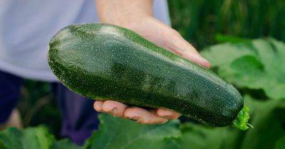 9 of the Best Companion Plants to Grow with Zucchini