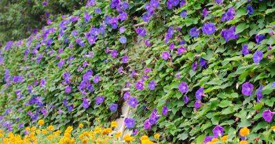 How and When to Prune Morning Glory Vines