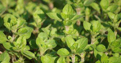 How to Plant and Grow Oregano