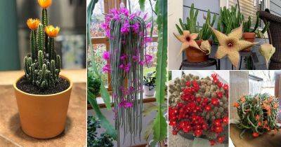 39 Best Flowering Cactus Plants