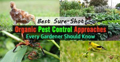 Best Organic Pest Control Approaches Every Gardener Should Know
