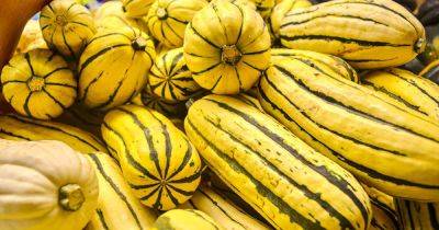 Tips for Growing Delicata Squash