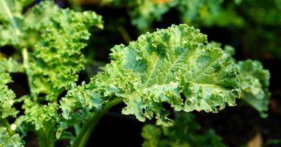 How to Keep Kale from Wilting in the Garden | Gadener's Path