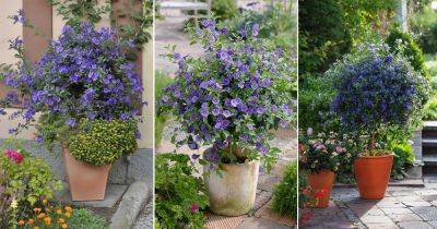 How to Grow Solanum Rantonnetii | Growing Blue Potato Bush