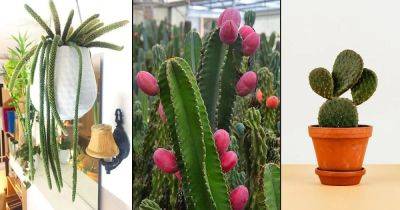 11 Popular Types of Cactus You Can Easily Grow