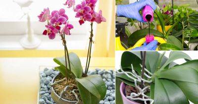 Orchid Flowering Secrets | How to Successfully Bloom Orchids