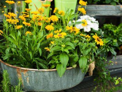12 Best Native Plants For Pots – Grow Natives In Small Spaces