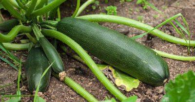 How to Protect Zucchini Plants from Pests
