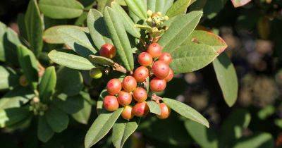 How to Grow California Coffeeberry