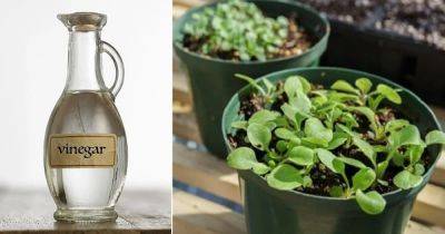 How Vinegar Improves Seed Germination (Proven by Science)
