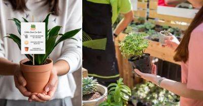 12 Important Houseplant Buying Tips | Beginner's Plant Buying Guide