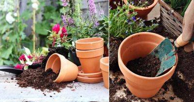 5 Container Gardening Tips (Soil) That You Need To Know Now