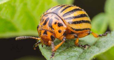 How to Control and Get Rid of Colorado Potato Beetles