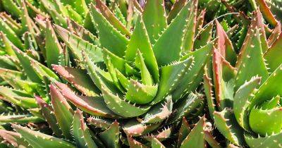 13 of the Best Aloe Varieties for Landscaping and Containers