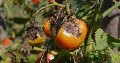 How to Identify and Prevent Late Blight of Tomatoes