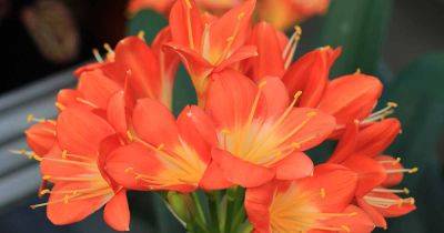 How to Grow and Care for Clivia Houseplants