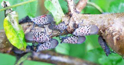 How to Manage and Control Spotted Lanternfly