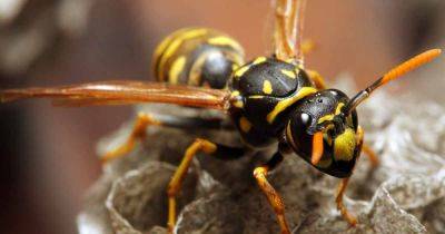 Yellowjacket Identification, Facts, and Control Measures | Gardener's Path