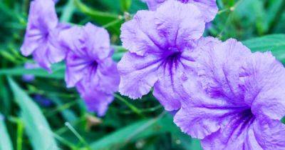How to Grow and Care for Mexican Petunias (Ruellia Simplex)