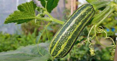 Learn How to Plant and Grow Scrumptious Summer Squash