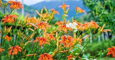 How to Plant and Grow Daylilies: The Ultimate Carefree Perennial
