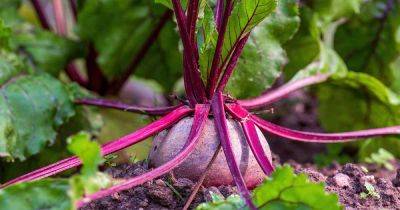15 of the Best Companion Plants for Beets