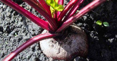 How to Grow Beets: a 3 Season Crop | Gardener's Path